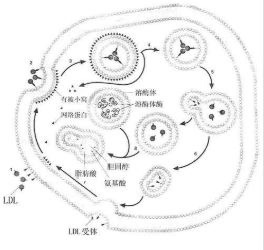 LDL-ICG-Der-02