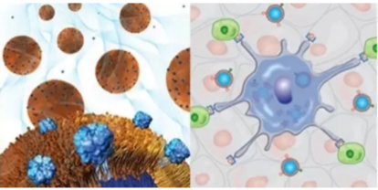 Hela宫颈**细胞膜包覆纳米粒