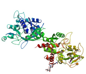 Lactoferrin