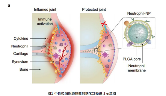 中性粒细胞膜包覆的纳米颗粒 