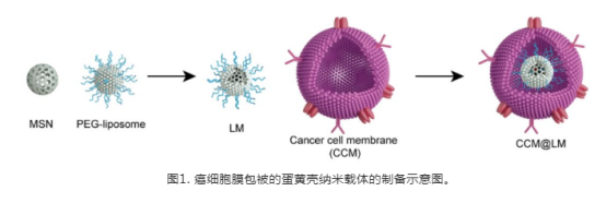 **细胞膜包被的蛋黄壳纳米载体