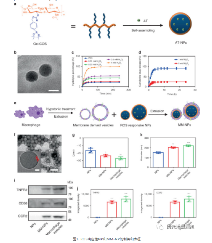 巨噬细胞膜包被的ROS响应纳米颗粒