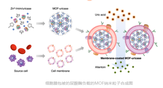 细胞膜包被的尿酸酶负载的MOF纳米粒子