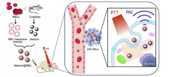 红细胞膜包裹的黑色素纳米颗粒