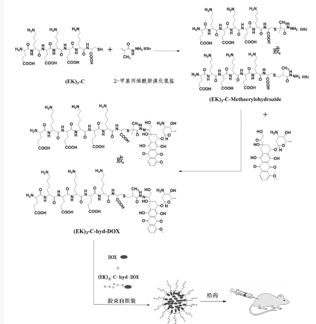  含巯基的两性离子多肽修饰的阿霉素