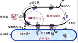 IGF-1信号肽