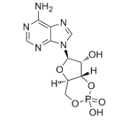 环磷酸腺苷