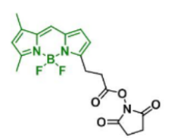 荧光染料BDP FL NHS ester活化酯，CAS:146616-66-2的物化性质及结构式介绍