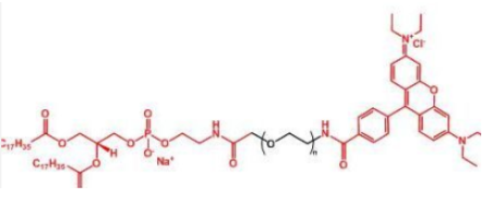 荧光染料罗丹明聚乙二醇磷脂，Rhodamine-PEG-DSPE，磷脂PEG罗丹明