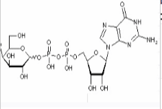 GDP-甘露糖