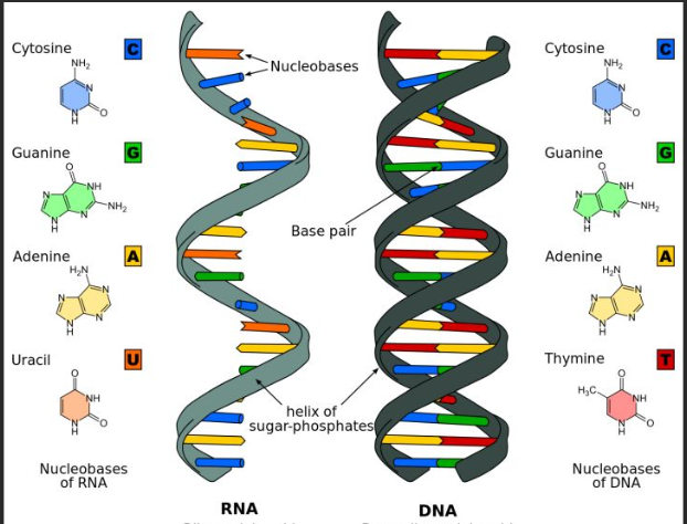 生物素标记PNA