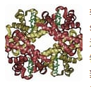 DBCO-Transferrin   