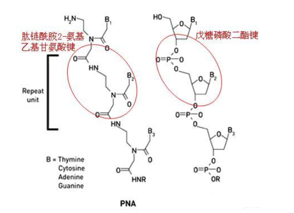 罗丹明B标记肽核酸PNA