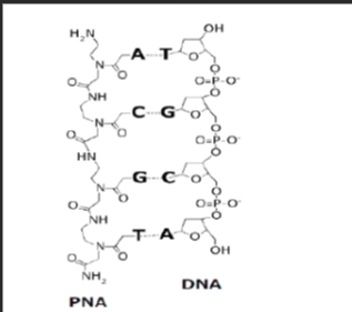 CNNS-Cy5-PNA