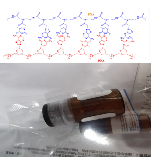 反义肽核酸(asPNA)