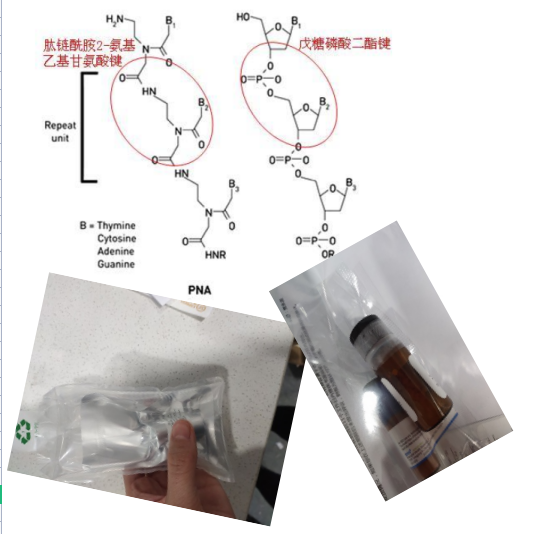 荧光基团香豆素酸OC7标记肽核酸骨架