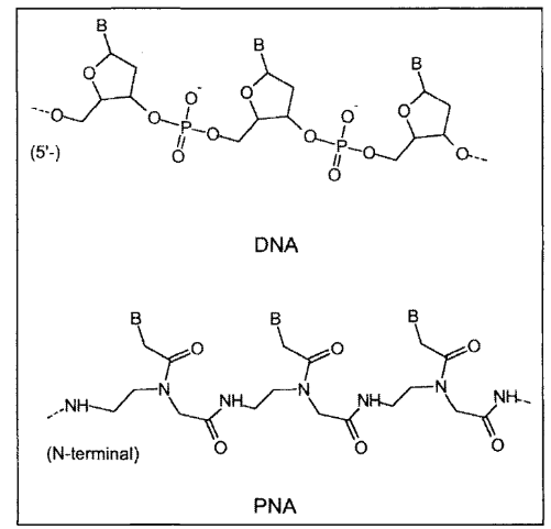 单增李斯特菌的肽核酸(PNA)分子信标