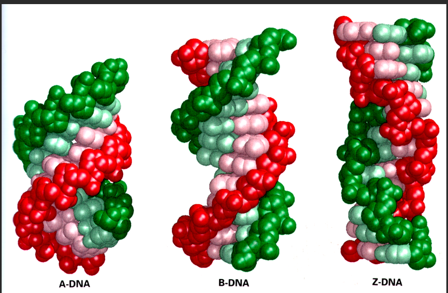 NH2-DNA