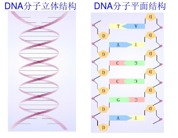 DNA-InAs/GaAsQDs