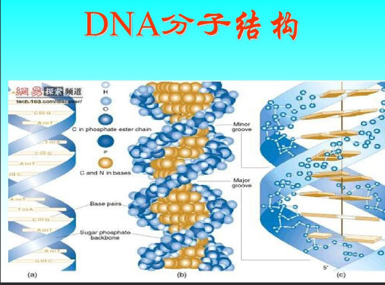 硫化镉CdS量子点修饰脱氧核糖核酸DNA