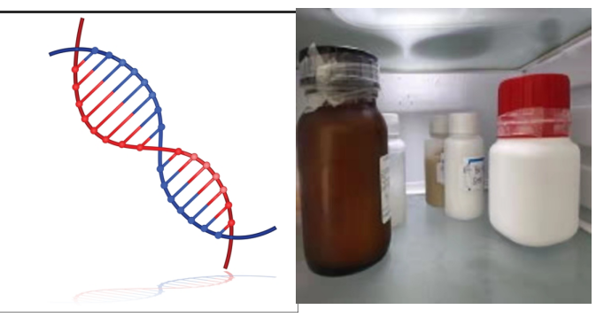 碲化镉CdTe量子点修饰脱氧核糖核酸DNA