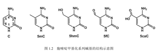 DNA修饰ZnS量子点