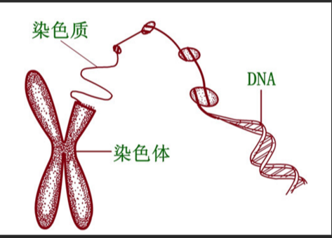 硒化镉/硫化锌量子点修饰DNA（脱氧核糖核酸）