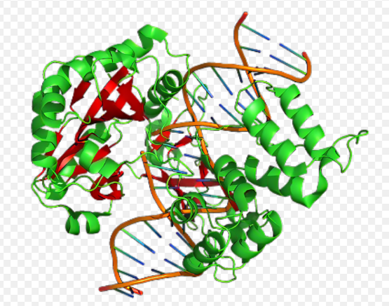 DNA-CdSe/ZnSeQDs