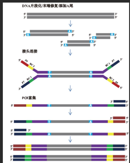 脱氧核糖核酸DNA修饰量子点