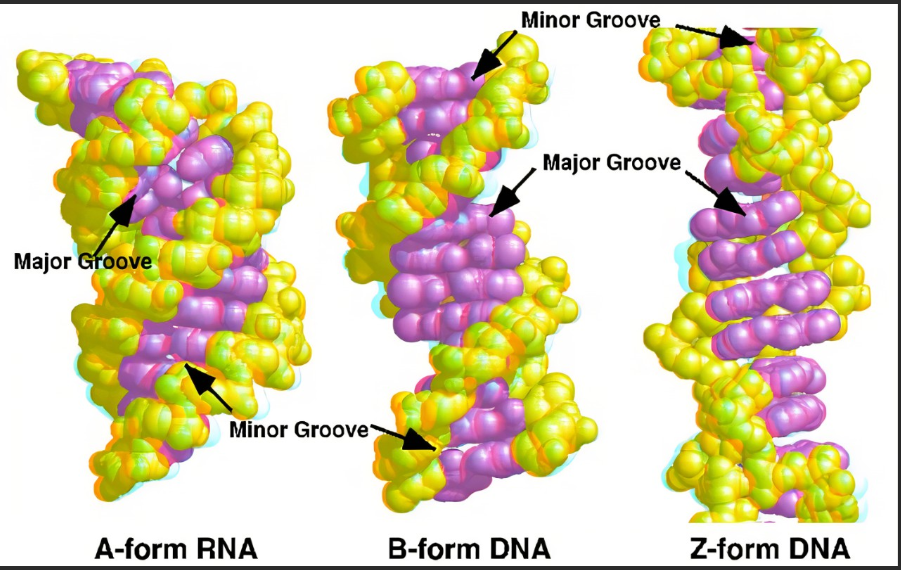 CdSeTe三元合金量子点修饰DNA