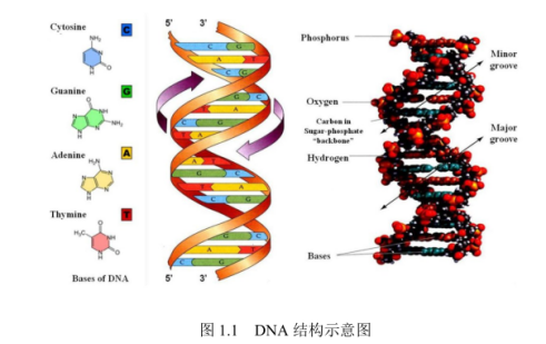 DNA修饰金属有机框架物薄膜