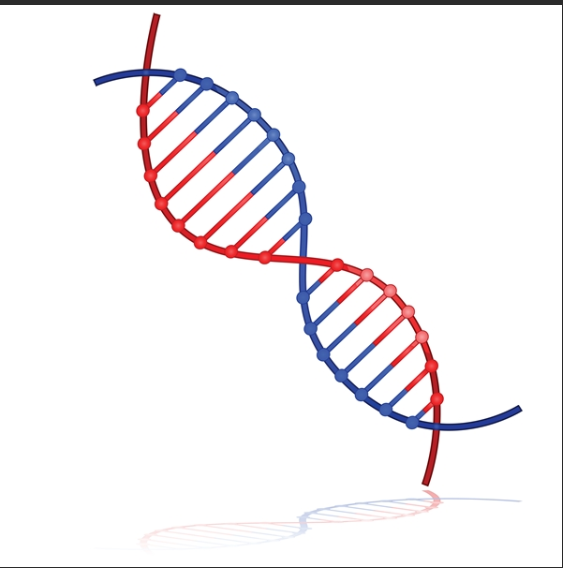 异硫氰酸荧光素标记DNA