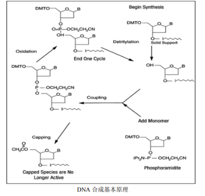 5-羧基荧光素标记DNA