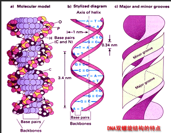 TMR/TRITC/6-FAM-DNA