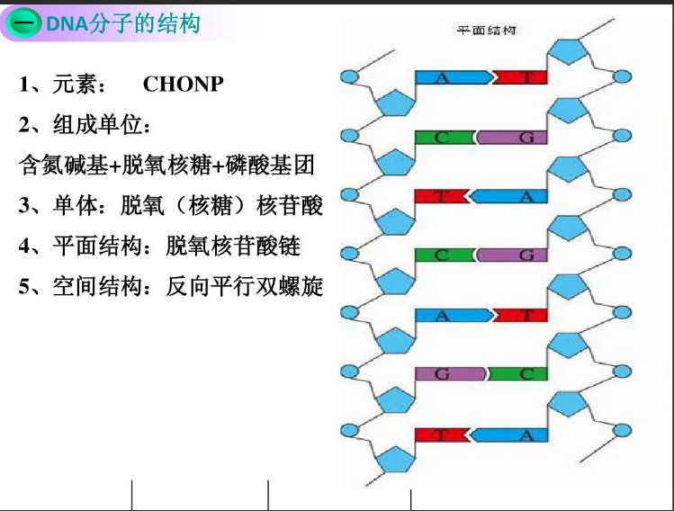 七甲川染料CY7标记DNA