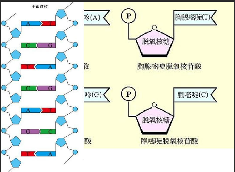 DNA荧光探针