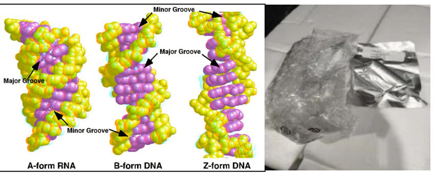 DNA