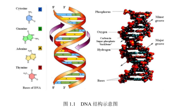 DNA脱氧核糖核酸