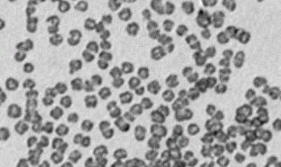  nanoparticles 