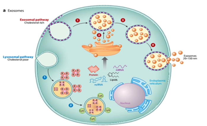 Exosome