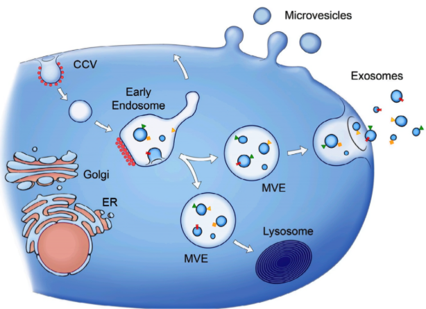 Exosome 