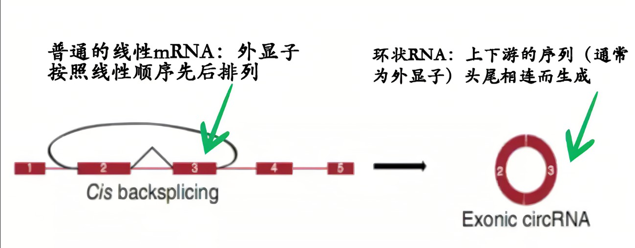 信使mRNA甲基化修饰5-甲基胞嘧啶(m5C)