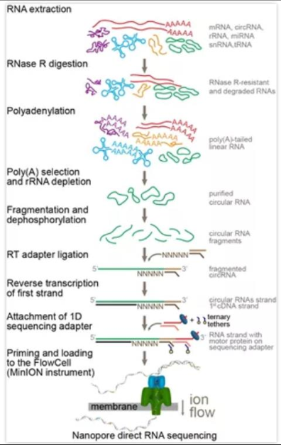 荧光染料CY3偶联RNA