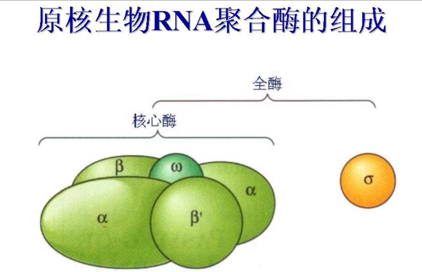 花菁染料CY5标记RNA核糖核酸