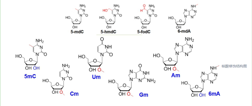 吲哚菁绿ICG标记RNA