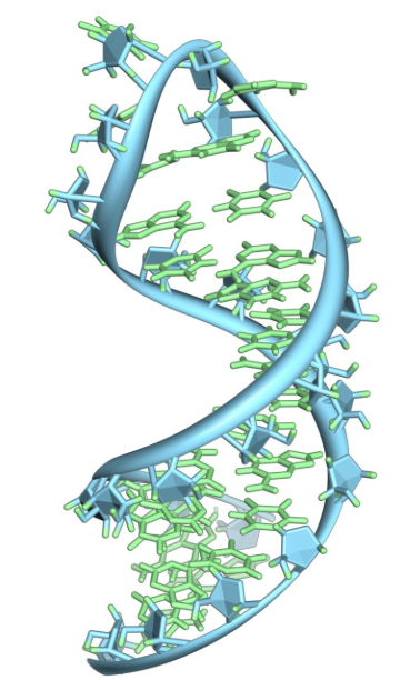 HiLyte Fluor荧光染料标记核糖核酸RNA