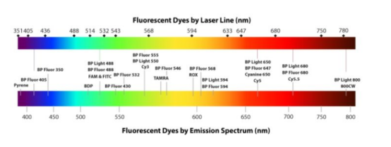 5-羧基四甲基罗丹明标记磁性二氧化钛纳米粒