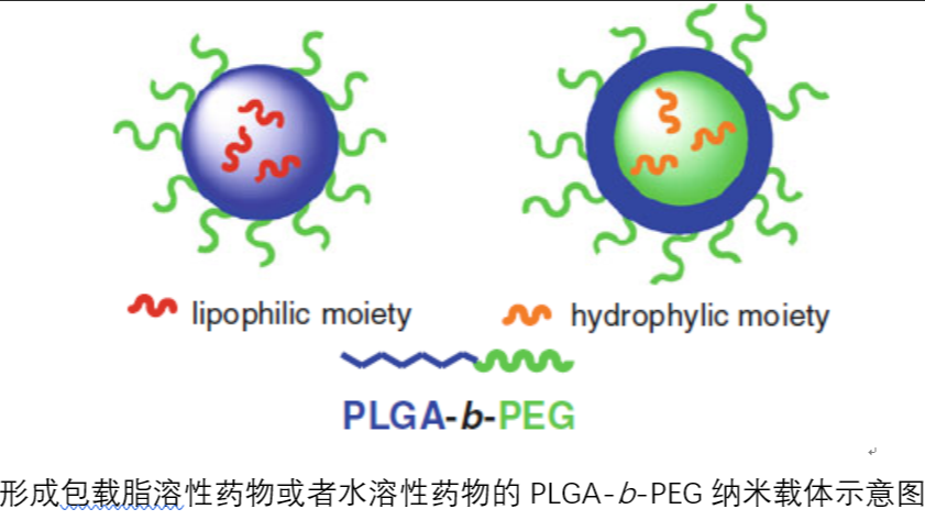 灯盏乙素-聚乙二醇-聚乳酸/羟基乙酸共聚物(PEG-PLGA)载药纳米粒