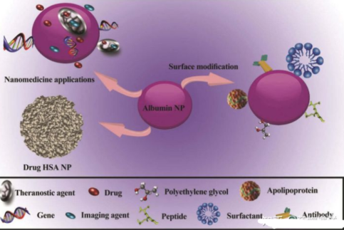 甘草次酸表面修饰载姜黄素白蛋白纳米粒