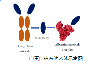 阿霉素/白蛋白-葡聚糖纳米粒子